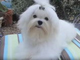 Présentation du Bichon Maltais