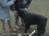 Présentation du Bouvier des Flandres
