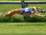 Découverte du Lévrier Greyhound et de sa formidable vitesse