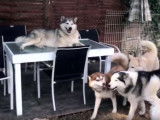 Le husky de A à Z