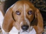 Présentation de la race du Basset artésien de Normandie