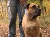 Rencontre avec Gaïa, une Dogue de Majorque
