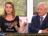 La race du Chien Chinois à Crête à la télévision