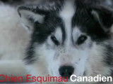 Informations sur l'Esquimau canadien