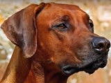 Le Rhodesien Ridgeback, un chien africain