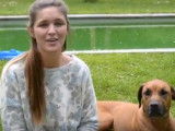 Petite présentation du Rhodesian Ridgeback