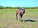 Témoignage de Jean-Damien, propriétaire de Cane Corso