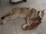 Tout savoir sur le Chien Loup de Saarloos