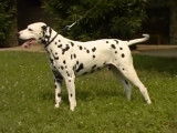 Tout savoir sur le Dalmatien