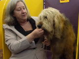 Le Otterhound est-il un chien pour vous ?