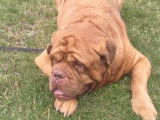 Présentation du Dogue de Bordeaux