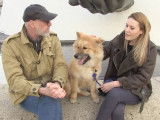 Présentation d'Osis, un Eurasier