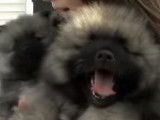 Présentation du Keeshond