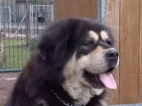 Reportage sur le Dogue du Tibet