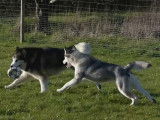 Le Malamute d'Alaska, un chien aux multiples qualités