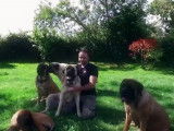 Le Mastiff : caractéristiques, comportement, éducation...