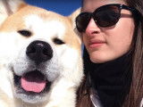 Un Akita Inu raconté par sa maîtresse