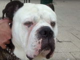 Portrait vidéo de l'Alapaha Blue Blood Bulldog