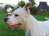 L'American Staffordshire Terrier (Amstaff) : caractéristiques, comportement, éducation...