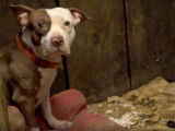 L'American Staffordshire Terrier, l'autre triste réalité