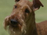 5 choses à savoir sur le Terrier Irlandais