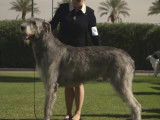 5 choses à savoir sur le chien Irish Wolfhound