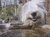Portrait du Bearded Collie en vidéo et en musique