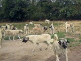 À la découverte du Kangal (Berger d'Anatolie)