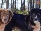 Le Berger Bulgare : une race de chien géante