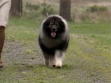 Présentation de la race de chien Keeshond