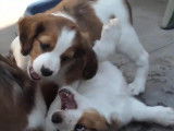 Des chiots de race Kooikerhondje