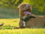 Présentation du Staffordshire Bull Terrier