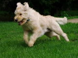 Présentation du Labradoodle, le chien hypoallergène