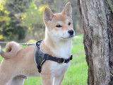 Présentation du Shiba Inu