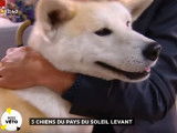 Découverte de quelques chiens japonais