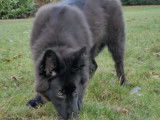 Un Timber Shepherd de 4 mois