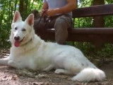 Le Berger Blanc Suisse : caractéristiques, comportement, éducation...