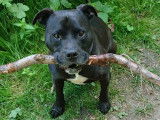 L'essentiel sur le Staffie en moins de deux minutes
