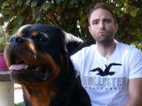 Le Rottweiler : caractéristiques, comportement, éducation...