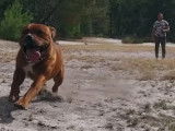 Le Staffordshire Bull Terrier (Staffie) : caractéristiques, comportement, éducation...