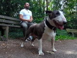 Le Bull Terrier : caractéristiques, comportement, éducation...