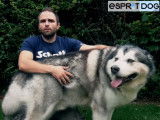 Le Malamute d'Alaska : caractéristiques, comportement, éducation...