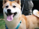 Le Shiba Inu : caractéristiques, comportement, éducation...