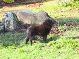 Reportage sur le Schipperke