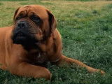 Le Dogue de Bordeaux : caractéristiques, comportement, éducation...