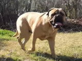Le Bullmastiff : caractéristiques, comportement, éducation...
