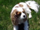 Présentation du Cavalier King Charles Spaniel