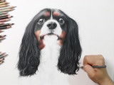Dessin au crayon d'un Cavalier King Charles Spaniel