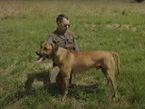 Documentaire sur le Rhodesian Ridgeback