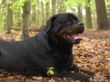 L'essentiel sur le Rottweiler